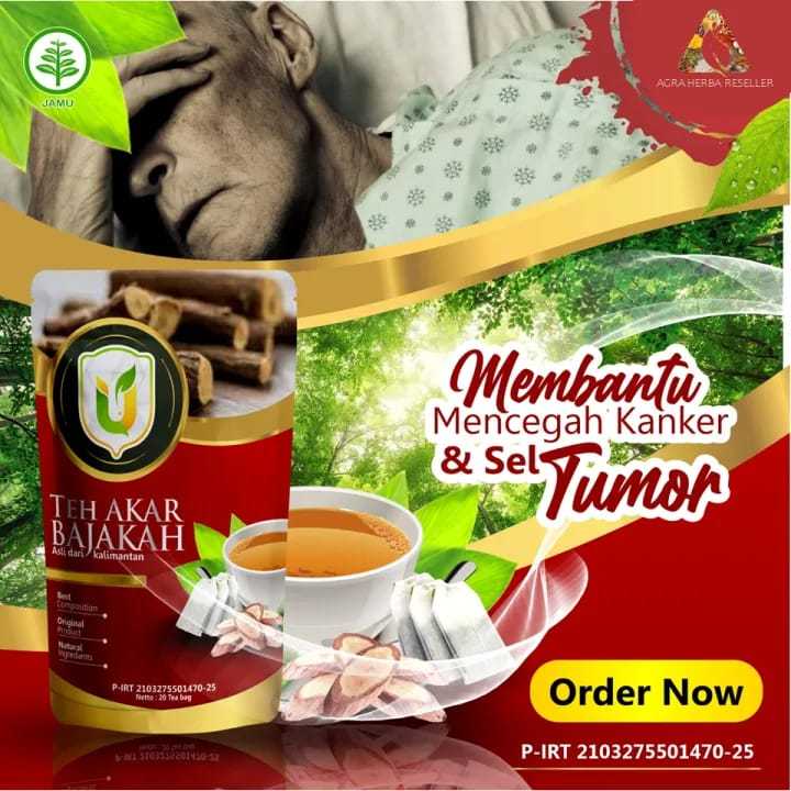 

Usybah Teh Akar Bajakah untuk perawatan kesehatan tumor dan kanker