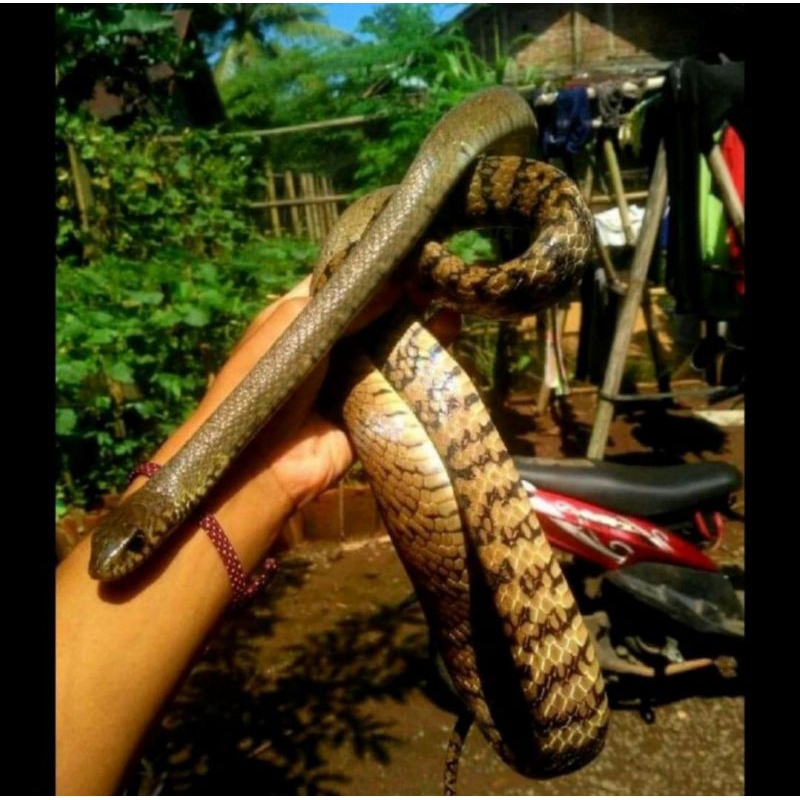 Ptyas mucosus jali