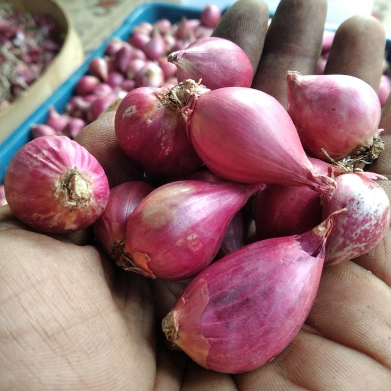 

Bawang merah brebes termurah 1kg