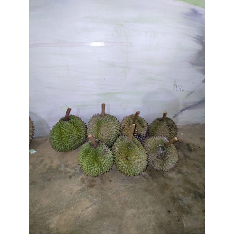 

Durian Duri Hitam utuh