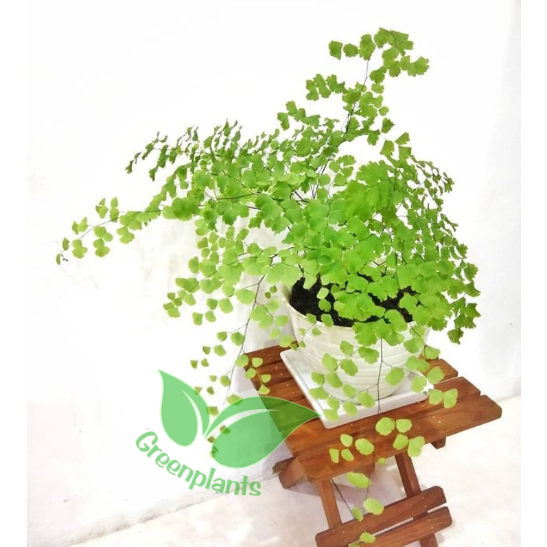 Tanaman hias pakis suplir / pakis suplir / tanaman hias pakis