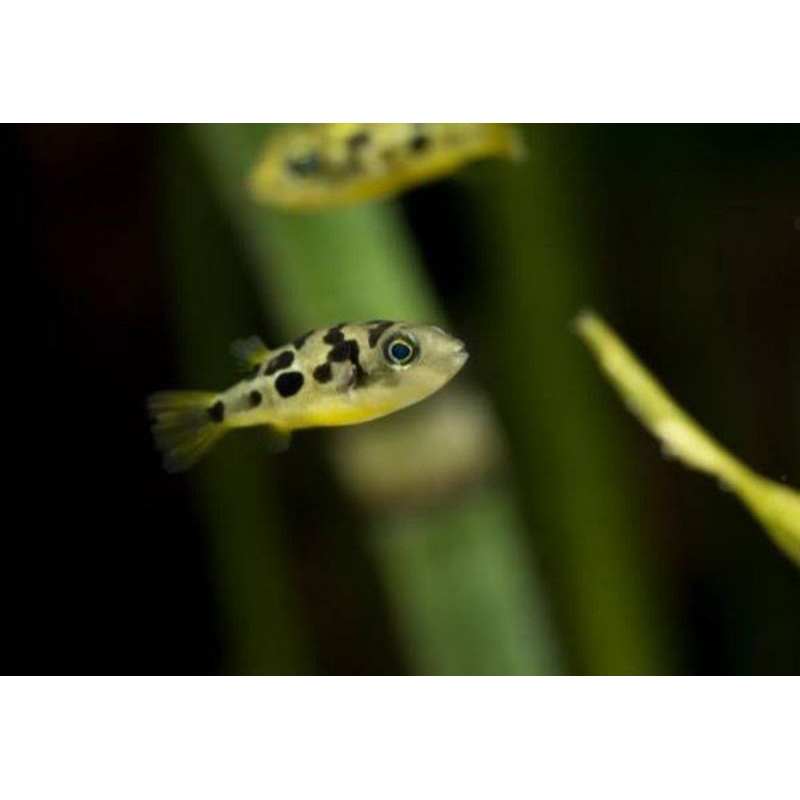 IKAN HIAS AQUASCAPE MINI PUFFER / IKAN HIAS AQUASCAPE PEMBASMI HAMA KEONG LIAR ( MINI PUFFER )