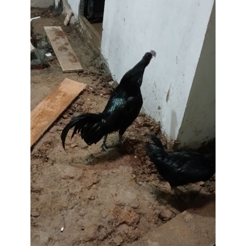 Ayam Hidup Bebas Pilih Jenis Ayam Cemani Ayam Jago Ayam Kampung Campur