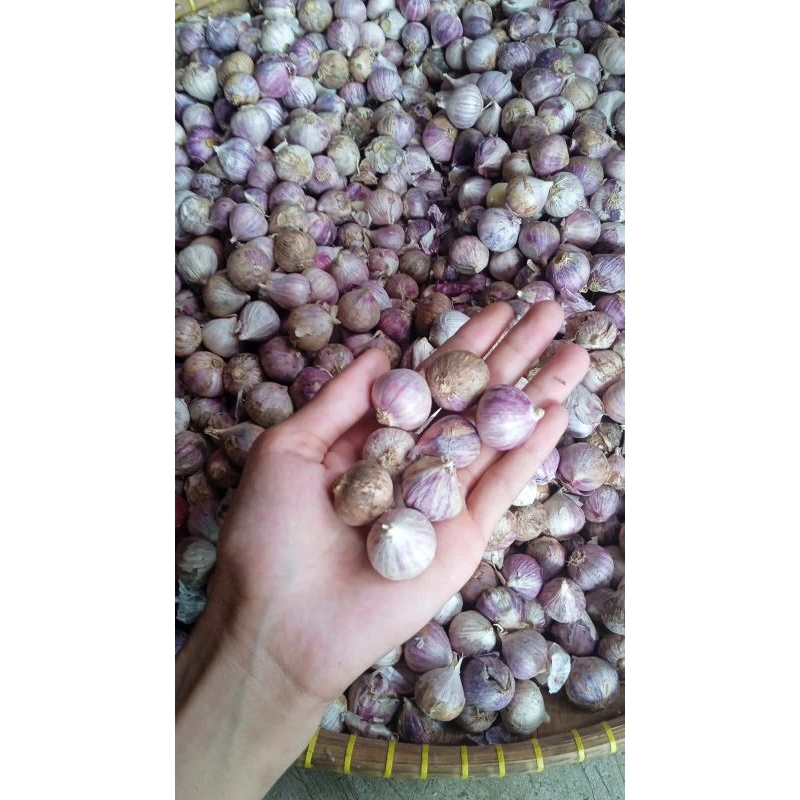 

bawang putih tunggal sedang bagus