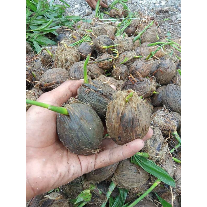 Kecambah Pinang 1 kg / Bibit Kecambah Buah Pinang