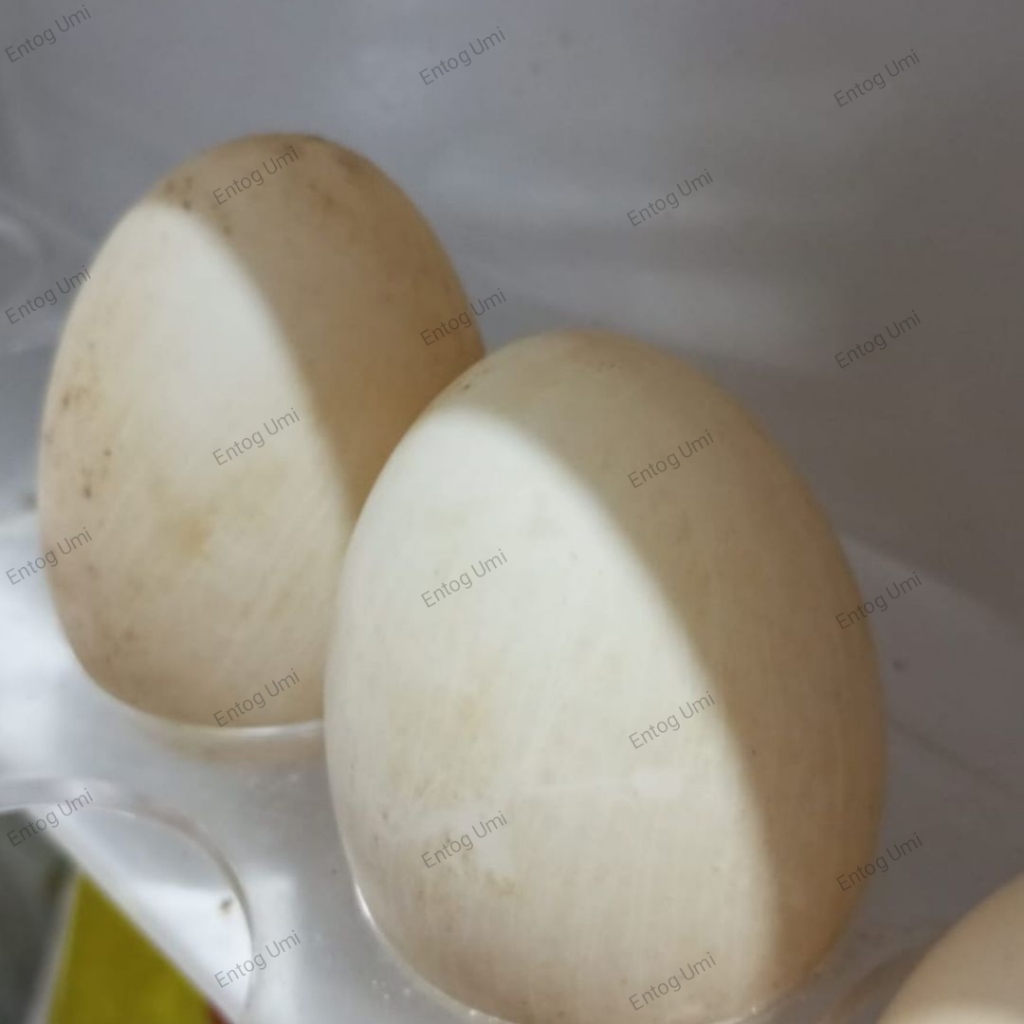 

Telur Entog | Telur Entok | Telur Bebek kaya vitamin untuk kesehatan 1 butir