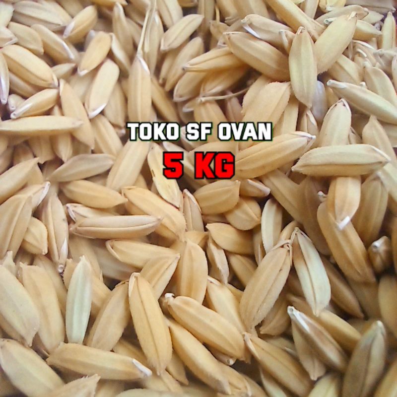 Bibit benih padi borang/ bojeng - Ovan tani