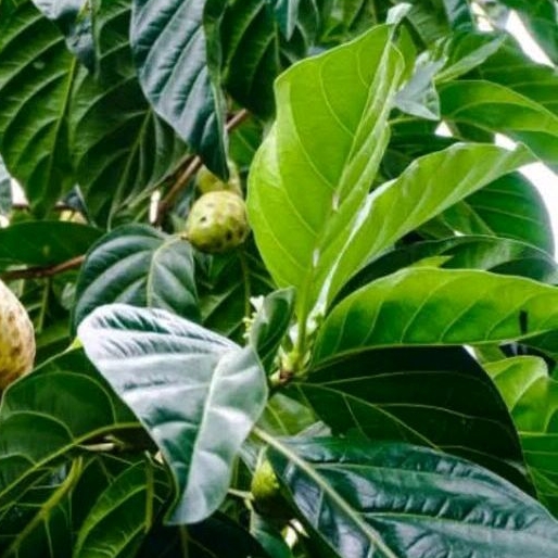

200 gram daun Mengkudu / pace segar organik