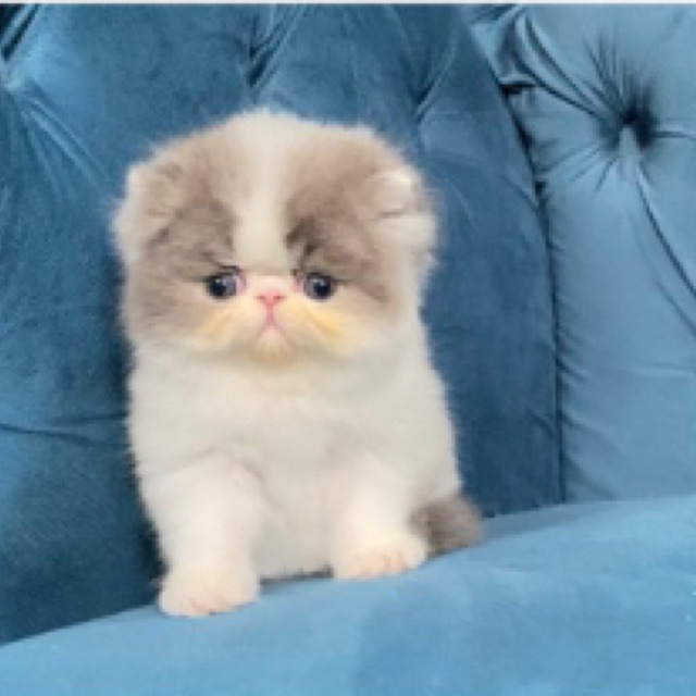 kitten persia peaknose jantan ped ica ( po )