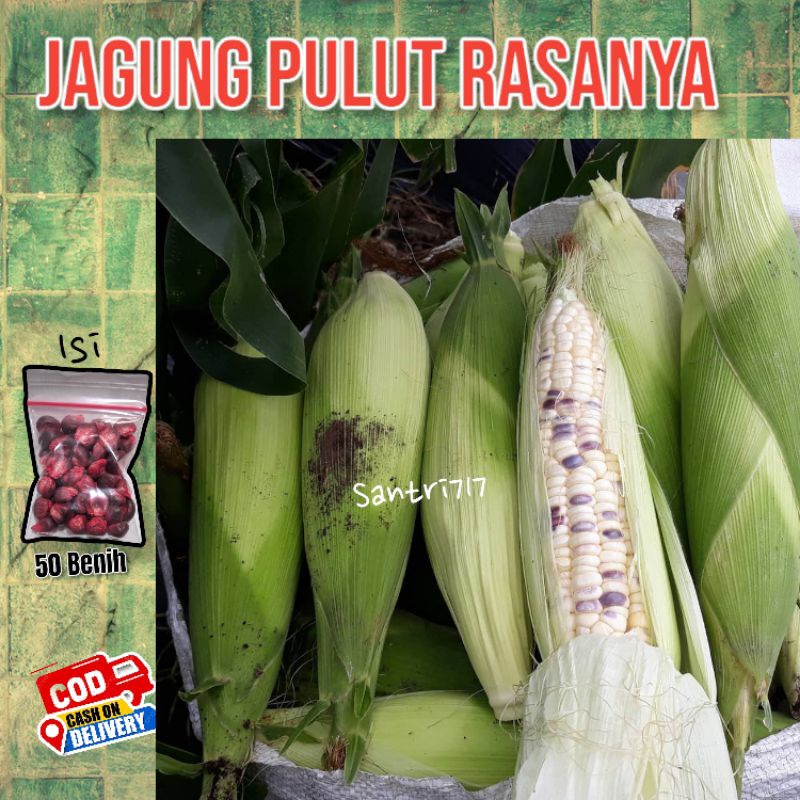 50 Benih bibit jagung pulut ketan ungu putih