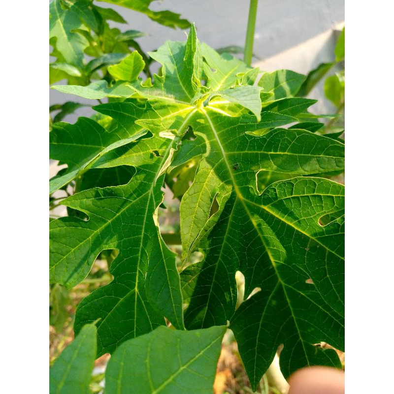 

Daun Pepaya Segar/Langsung petik/Fresh