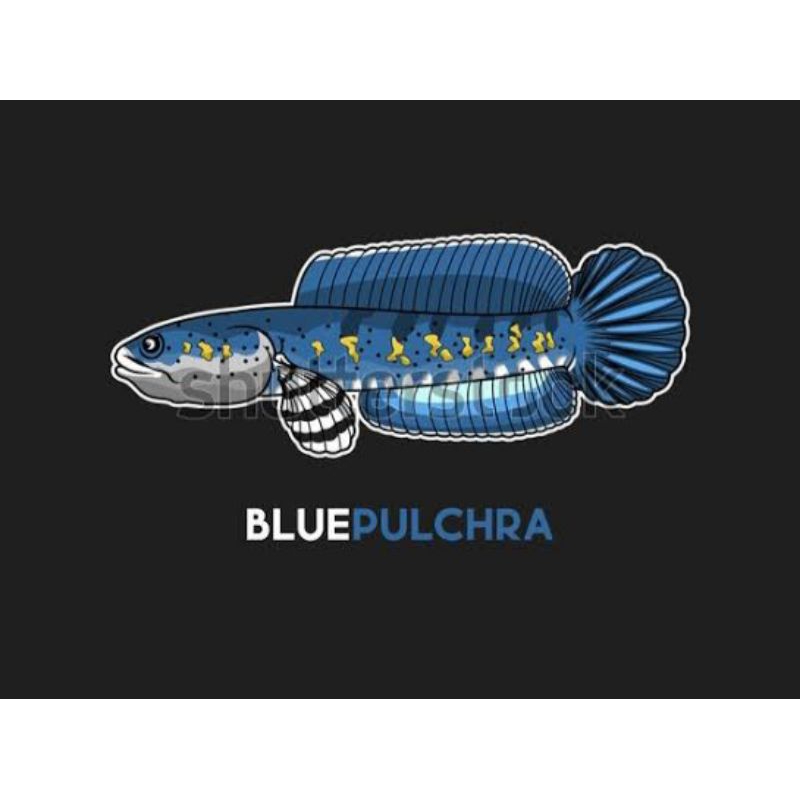 Channa Blue Pulcra