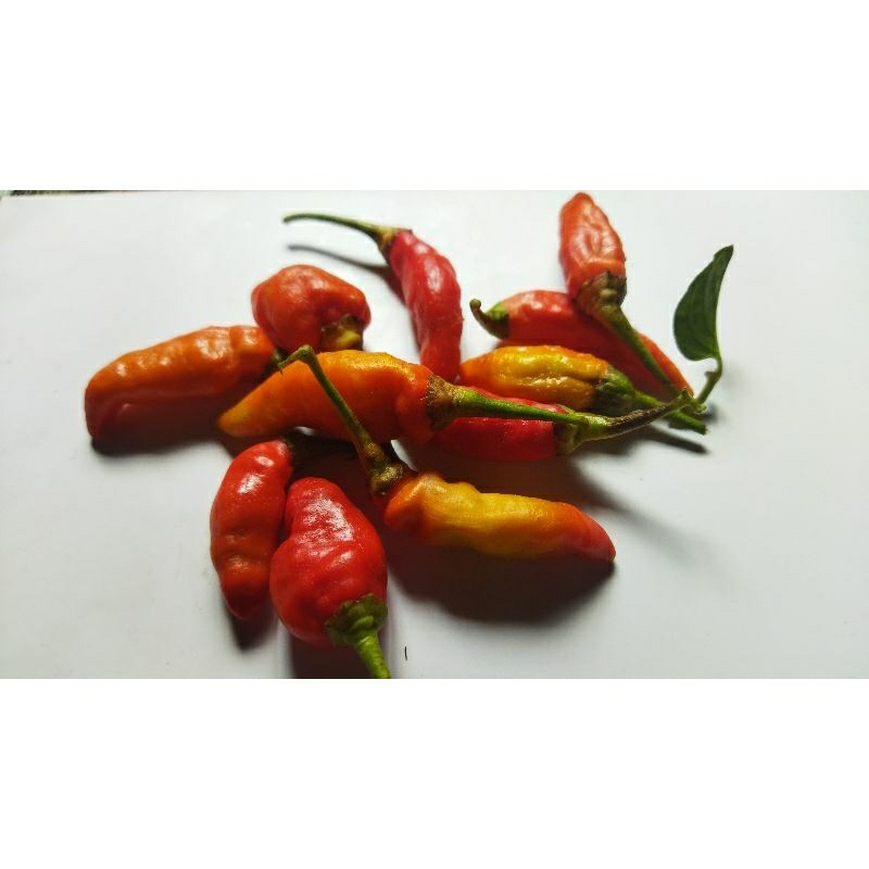 

Cabe fresh langsung petani