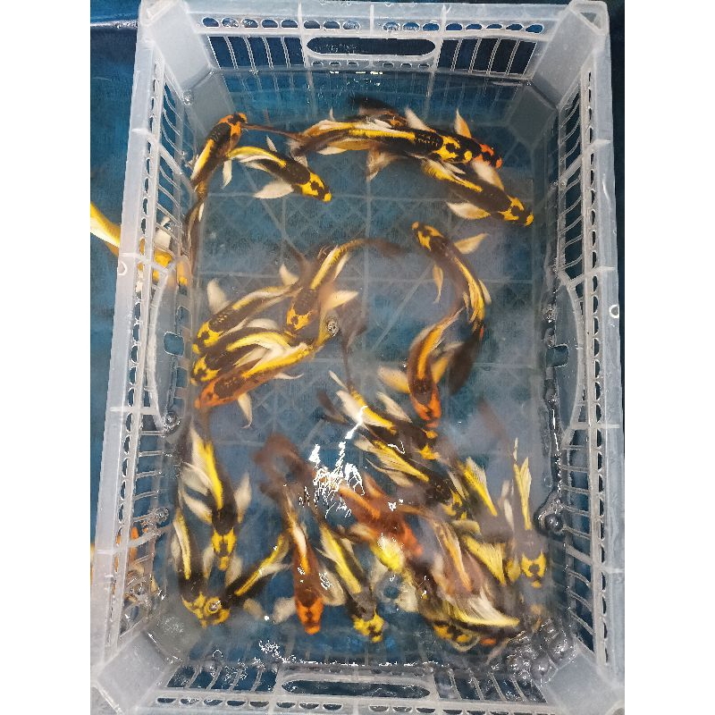 (Bandung) ikan koi kabuto/kiko slayer size 13-15cm grade A