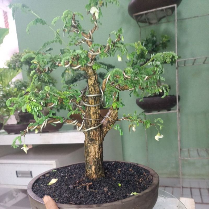 bonsai asem saraf formal