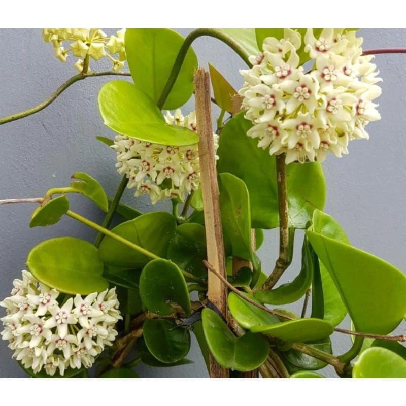 tanaman bunga Hoya putih wangi tanaman jalar