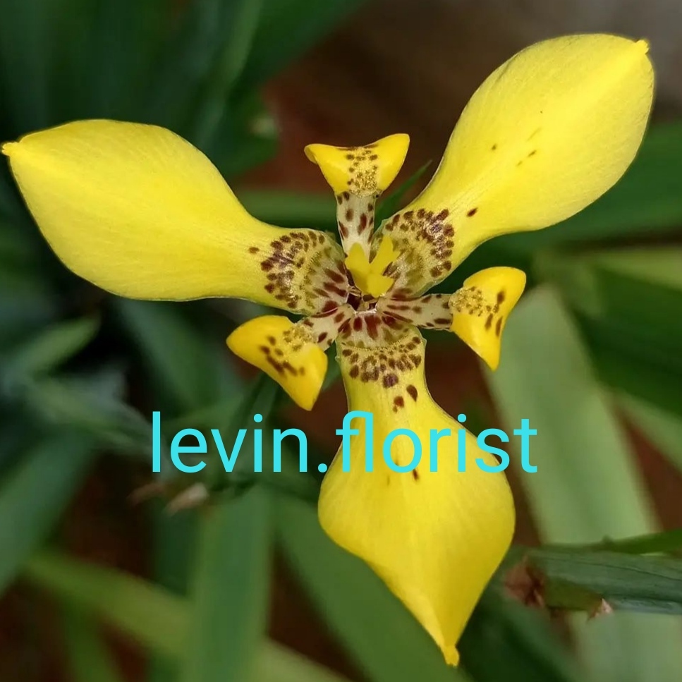 Neomarica longifolia / bibit tanaman hias bunga iris airish kuning