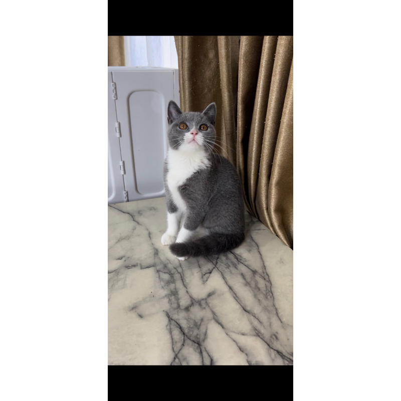 kucing british shorthair blue bicolour