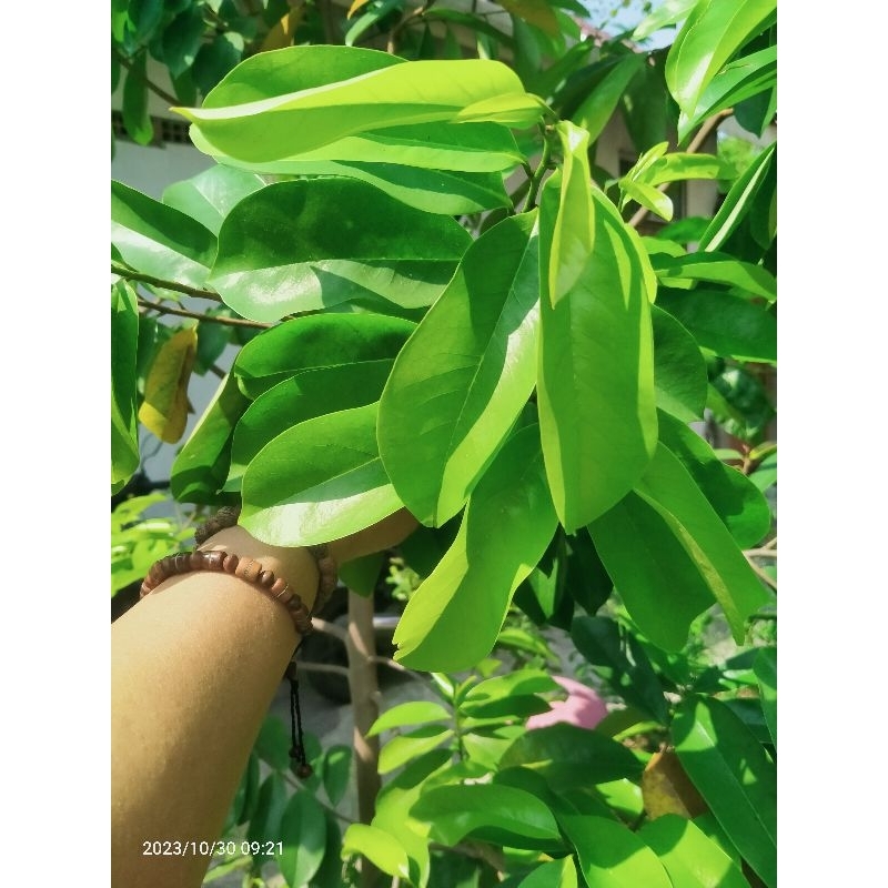 

DAUN SIRSAK SEGAR/ DIPETIK SAAT ADA PESANAN