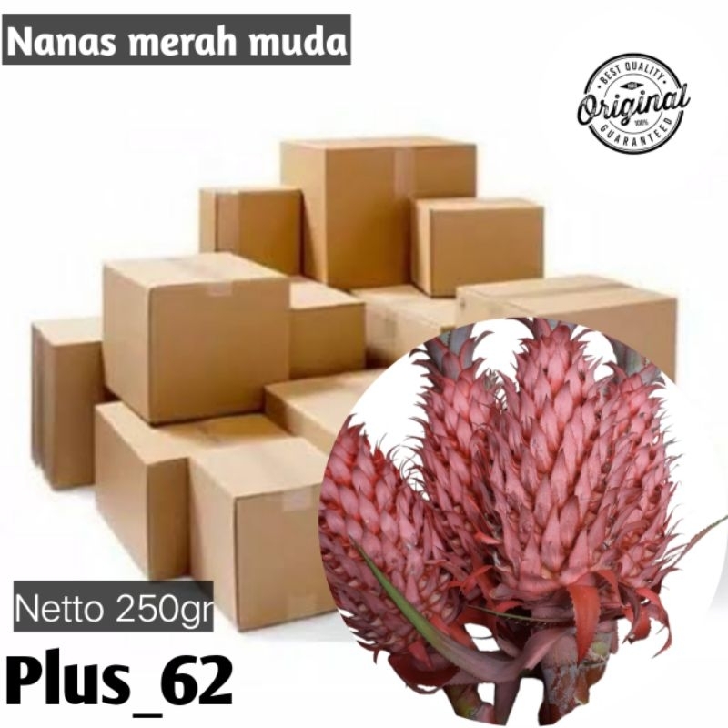 

Buah nanas merah muda nanas hutan/buaya nanas herbs organik pelancar menstruasi 250 gr