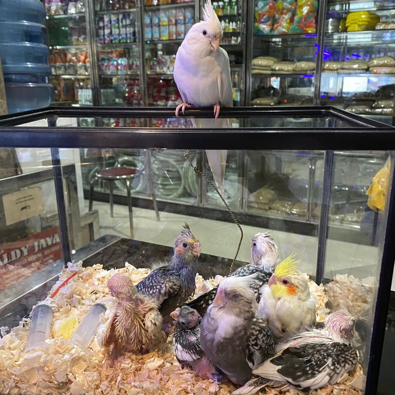 ALDY JAYA - BURUNG FALK BURUNG PARKIT AUSTRALIA