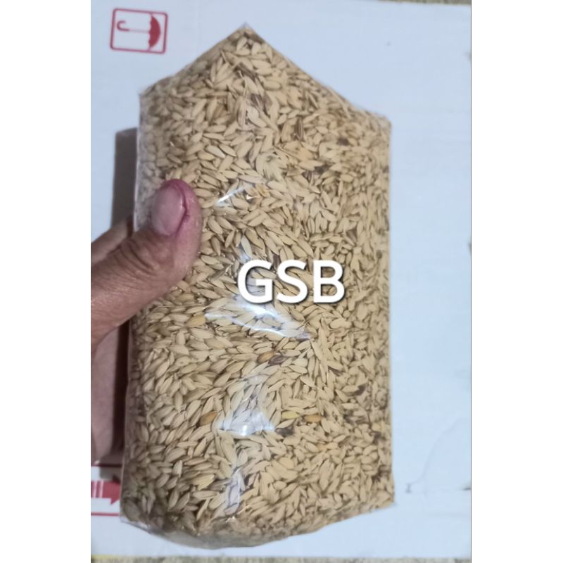 Benih bibit padi beras merah jenis padi ladang darat padi huma 1 kg