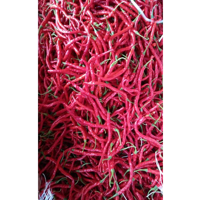 

WSGH2029 Terlaris Cabe / Cabai Kriting Merah Segar / KG