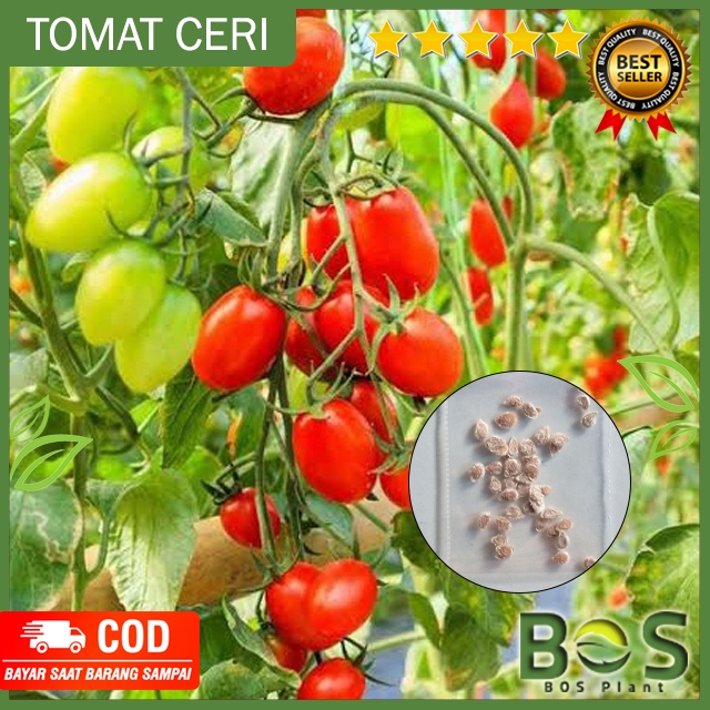Bosplant - 45 Biji Benih Tomat Ceri Rampai Lebat Premium Kecil Sebesar Kelereng