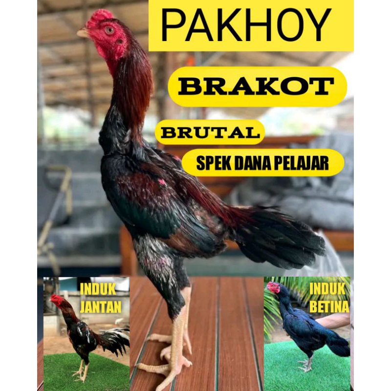 Ayam Bangkok Pakhoy Brakot spek Dana Pelajar