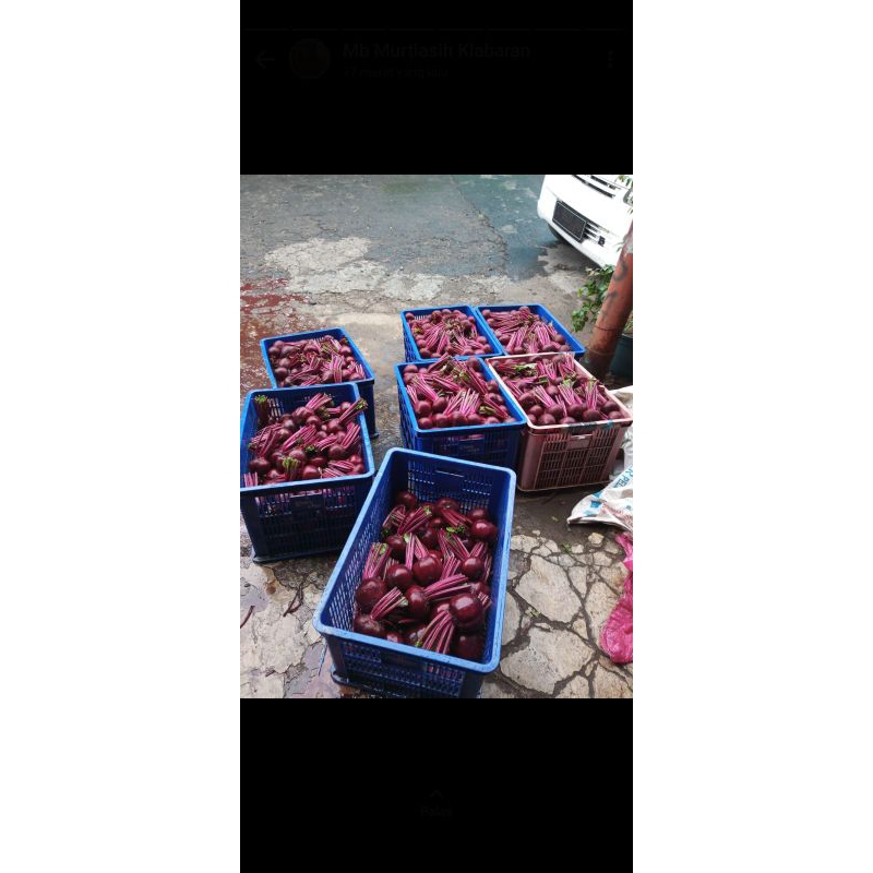 

buah bit segar