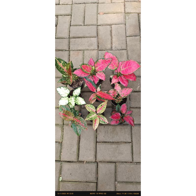 paket baby aglo 9 pot,widuri,caterina, superwhite, dudanja, legasi, marun, kocin, lady valentine