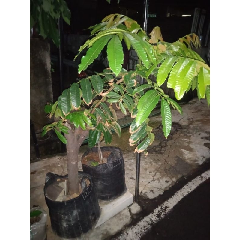 bibit matoa kuning 2m up