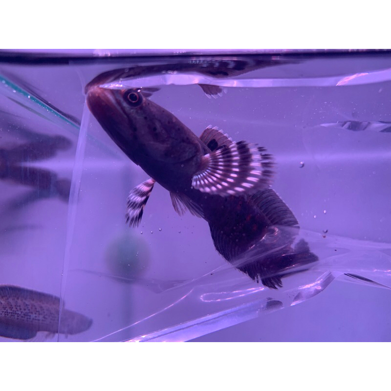 

orca 8-10cm 1pcs