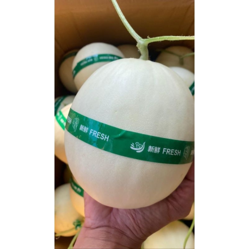 

melon dwe honey hydroponik manis