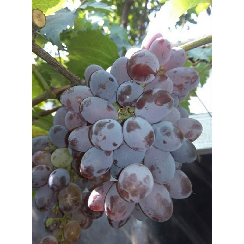 bibit anggur impor Jupiter tanpa biji