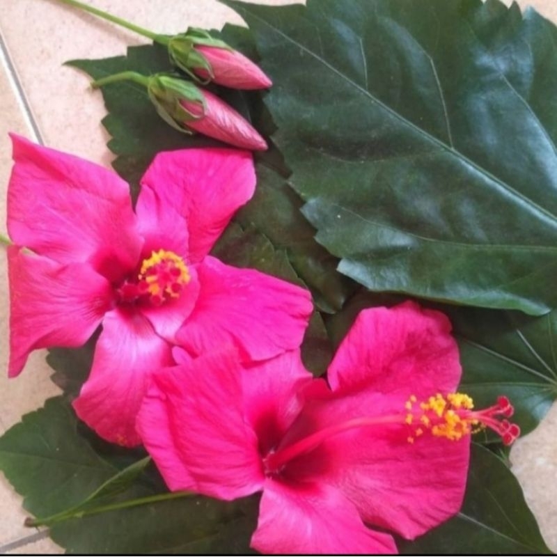 

Daun Kembang Sepatu Netto 100gram Original