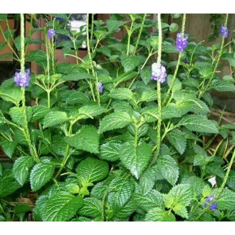 

Jual Daun pecut kuda segar 1kg Herbal