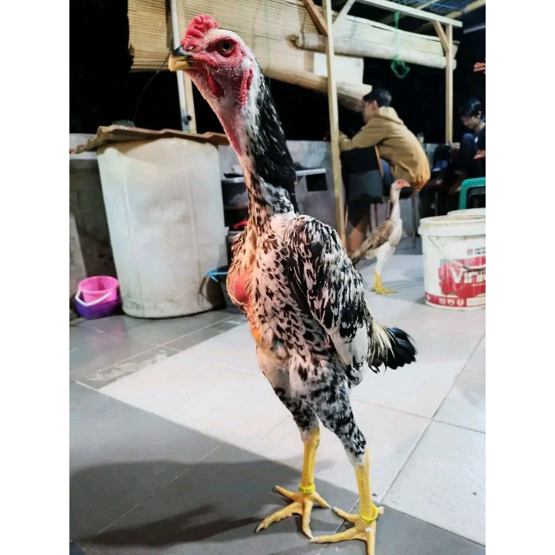

3 BUTIR TELUR OSHAMO FERTIL SIYAP DI TETASKAN