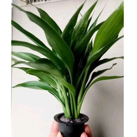 tanaman aquascape bambu air