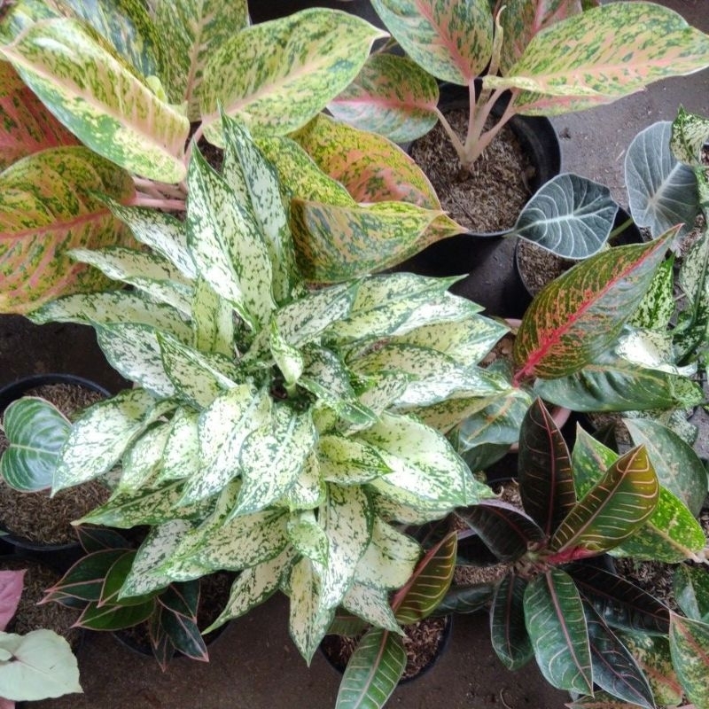aglaonema snow white