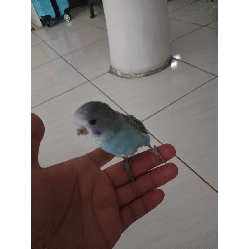 lolohan parkit lokal
