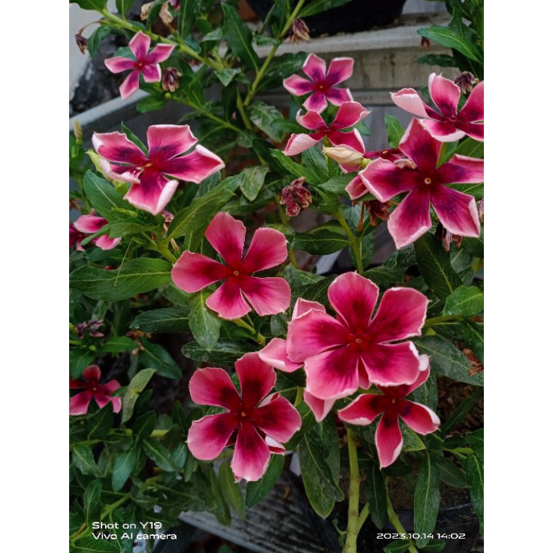 biji Bunga vinca Nirvana black