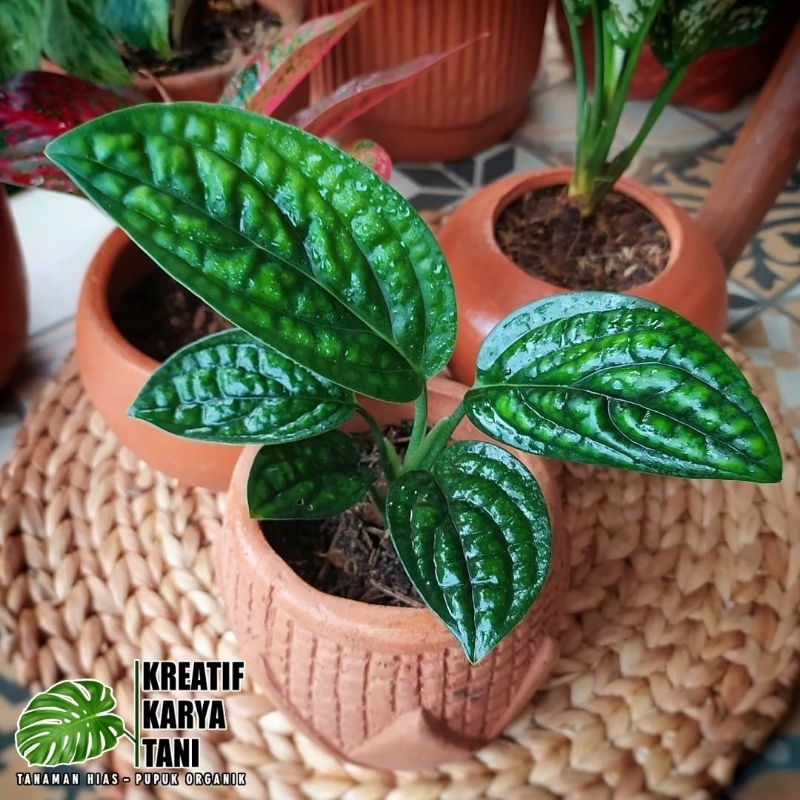 Tanaman sirih badak - Monstera sirih badak