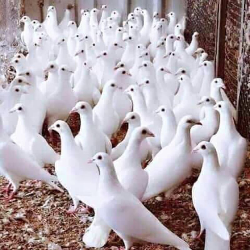 merpati putih harga satuan jantan / betina