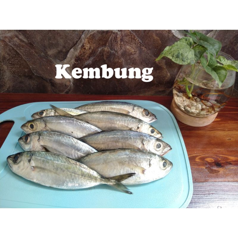 

IKAN KEMBUNG SEGAR