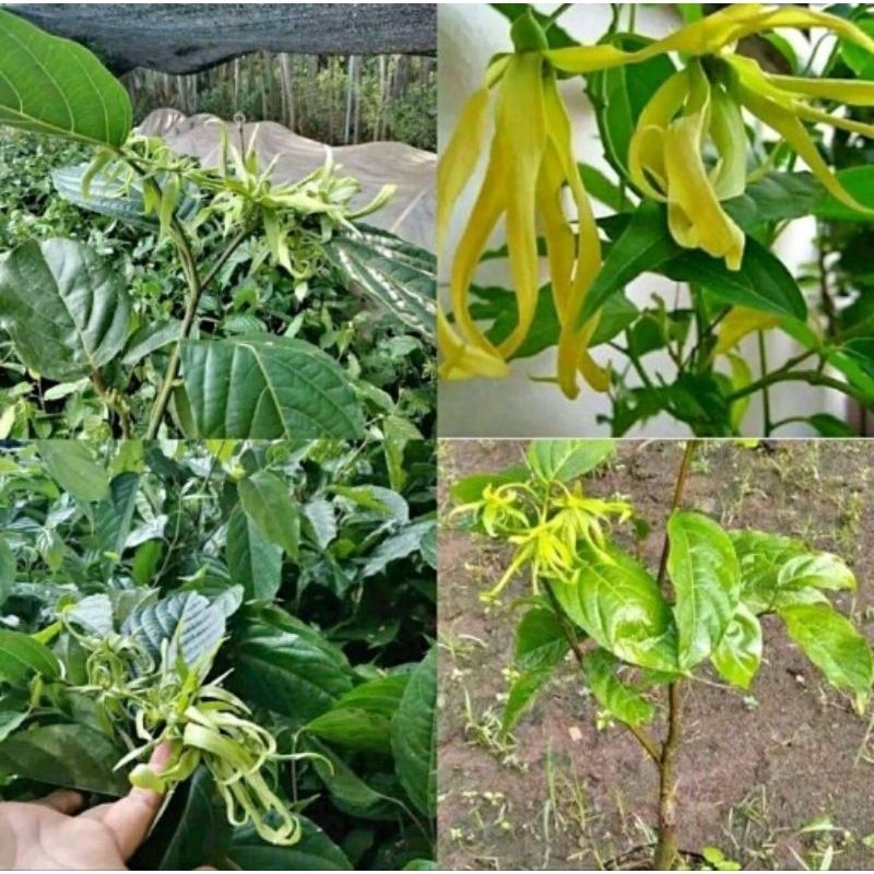 Bibit Bunga Kenanga #Kenanga #Bunga Kenanga harum