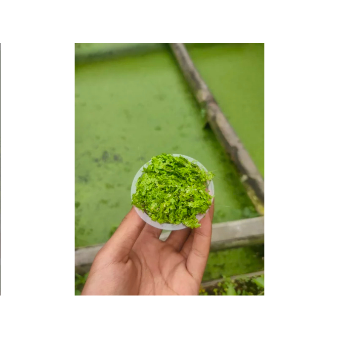 Mata Lele / Duckweed / Lenma Minor / Azolla Pinnata / Tanaman apung kolam aquascape