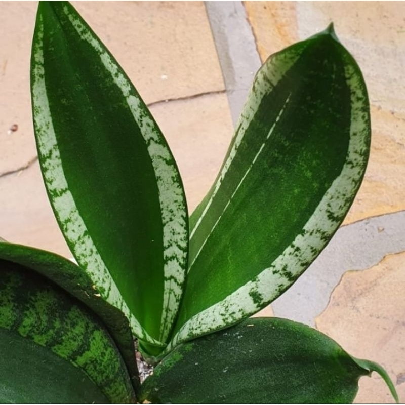 Sansevieria Whitney