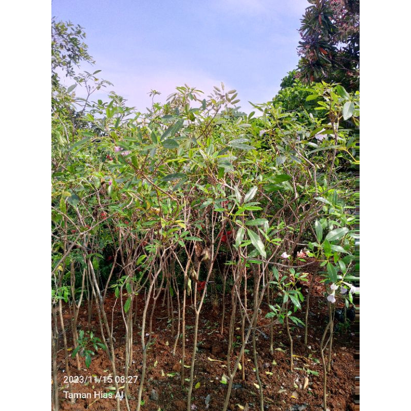 Tanaman hias Tabebuya sakura pink 2 meter