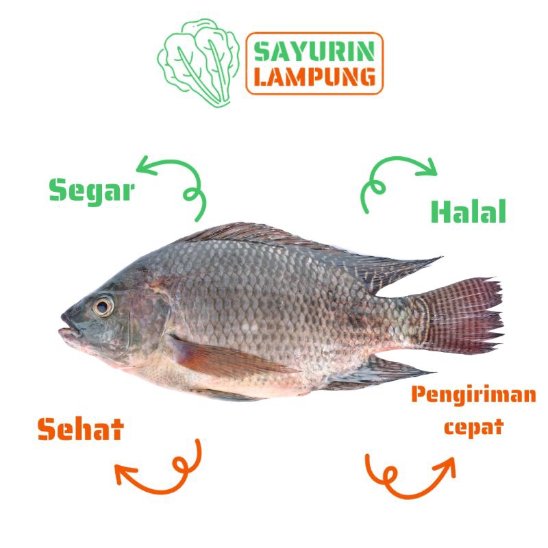 

ikan nila segar 450gr - 500gr - SAYURin LAMPUNG